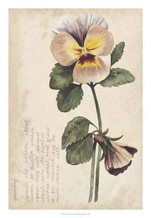 Framed Garden Studies I Print