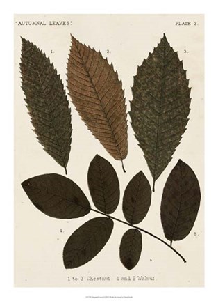 Framed Autumnal Leaves I Print