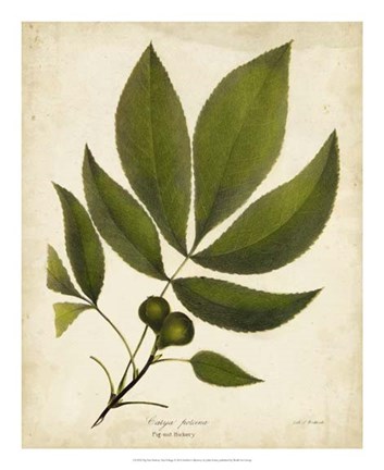 Framed Pig-nut Hickory Tree Folige Print