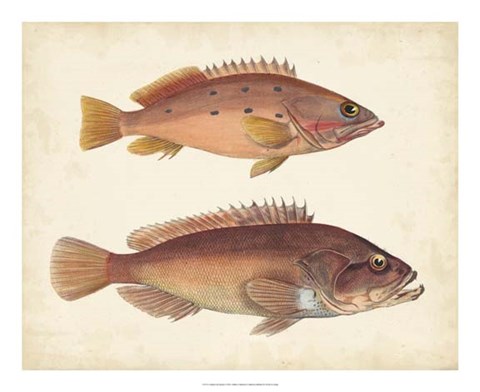 Framed Antique Fish Species I Print