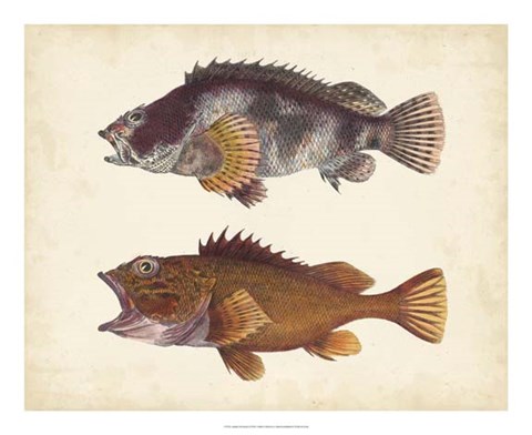 Framed Antique Fish Species II Print
