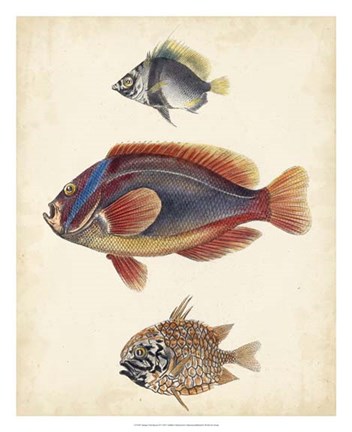 Framed Antique Fish Species IV Print