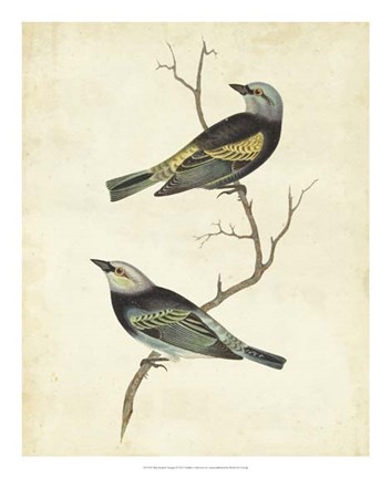 Framed Blue-headed Tanager Print