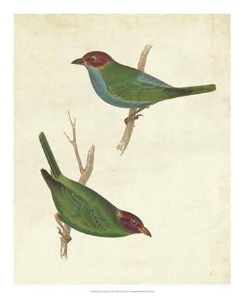 Framed Peruvian Tanager II Print