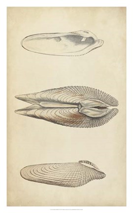 Framed Marine Mollusk I Print
