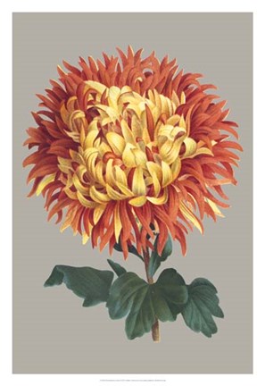 Framed Chrysanthemum on Gray I Print