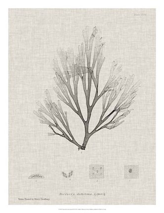 Framed Charcoal &amp; Linen Seaweed III Print