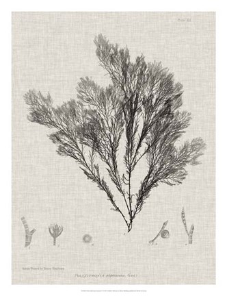 Framed Charcoal &amp; Linen Seaweed V Print