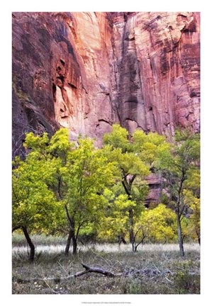Framed Canyon Cottonwoods Print