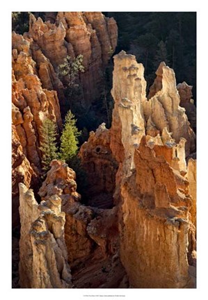 Framed Two Pines Print