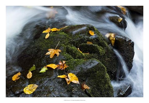 Framed Wet Leaves Print