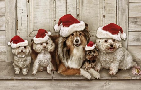 Framed Dogs Christmas Print