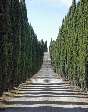 Framed Trip Treepath Print