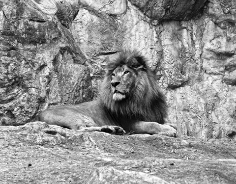 Framed Lion II Print