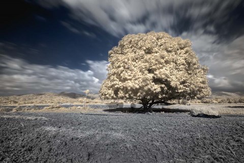 Framed Papsikol Print