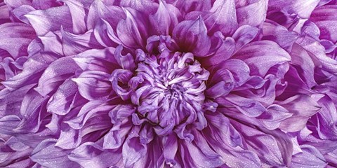 Framed Dalia 4 Wet Color Cuadrada Print