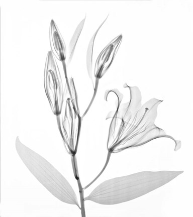 Framed Flower Xray Study 1 White Print