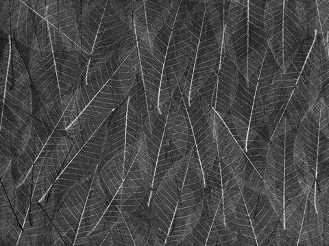 Framed Leaves 1 Print