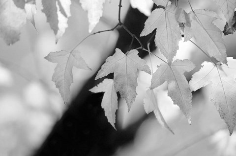 Framed Leaves and Light Print