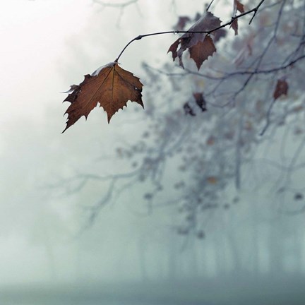 Framed November Print