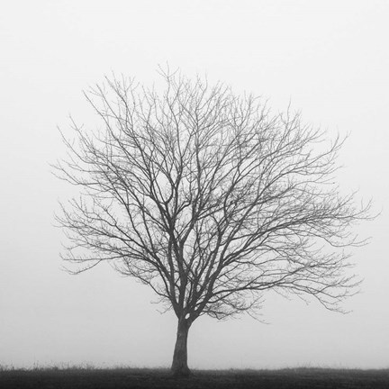 Framed Winter Trio II Print