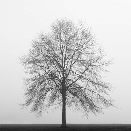 Framed Winter Trio III Print