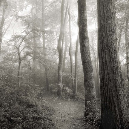Framed Woodland Path Print