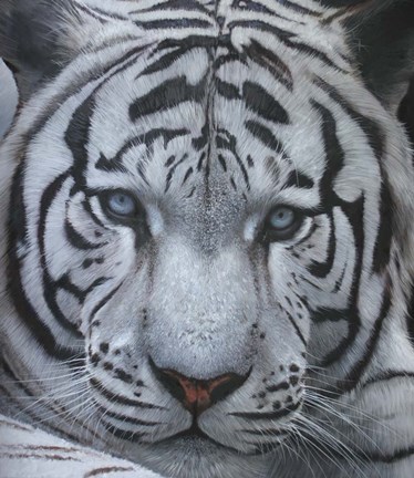 Framed White Tiger Jackson Hole Print