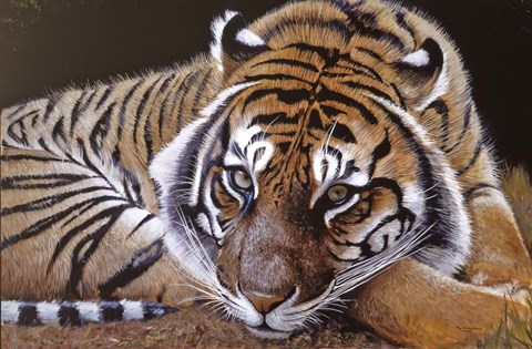 Framed Sumatran Tiger Resting Print