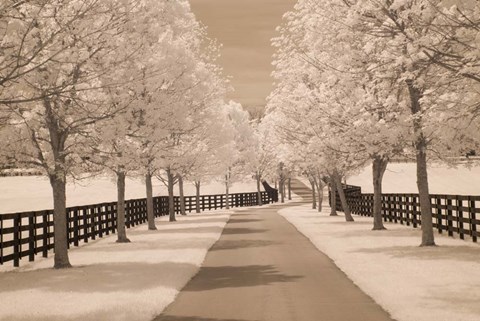 Framed Fence &amp; Trees #2, Kentucky 08 Print