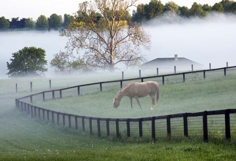 Framed Horses in the Mist #3, Kentucky 08 Print