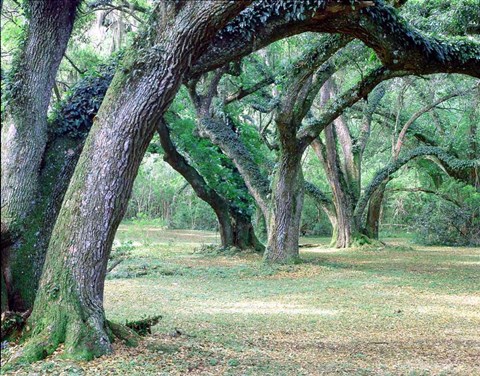 Framed Louisiana Oaks, Louisiana 97 Print