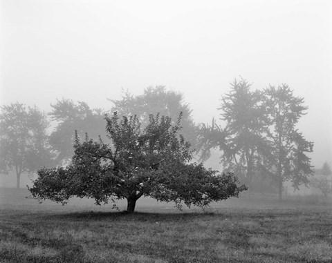 Framed Apple Tree, Southfield, Michigan 85 Print