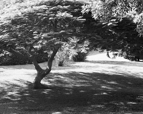 Framed Bermuda Foliage, Bermuda 94 Print