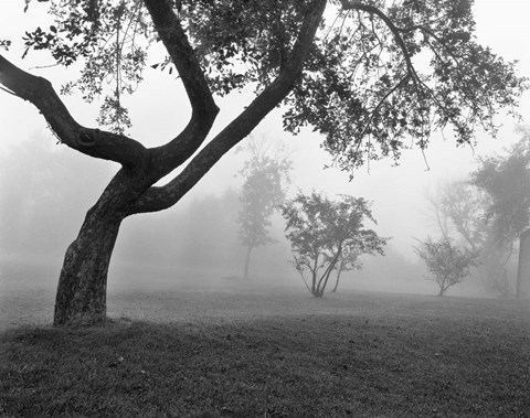Framed Morning Mist, Farmington Hills, Michigan 82 Print