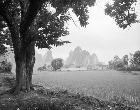 Framed Rice Field #1 Print