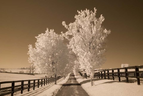 Framed Fence &amp; Trees, Kentucky 08 Print