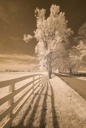 Framed Fence, Shadows, &amp; Trees, Kentucky 08 Print