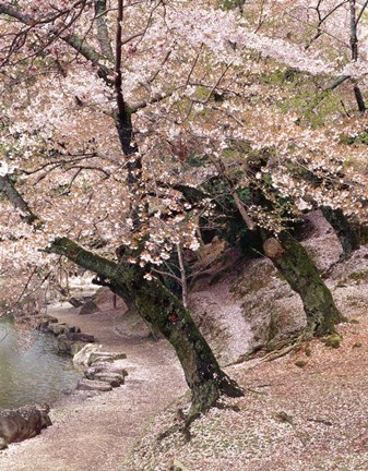 Framed Cherry Blossom Lane Print