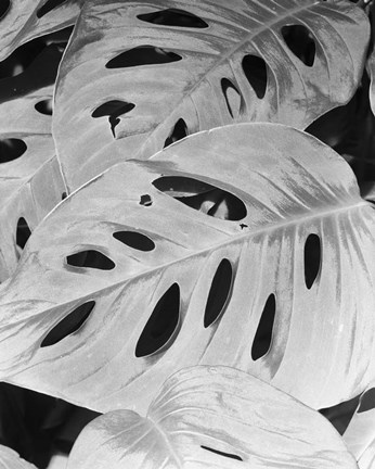 Framed Philodendron, Michigan 86 Print