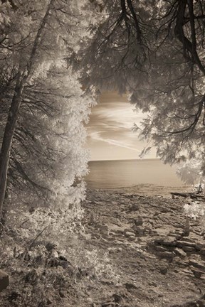 Framed Through the Trees Print