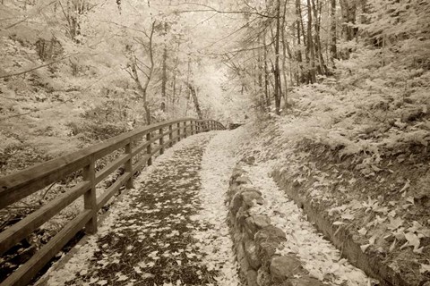 Framed Fence &amp; Pathway, Munising, Michigan 12 Print