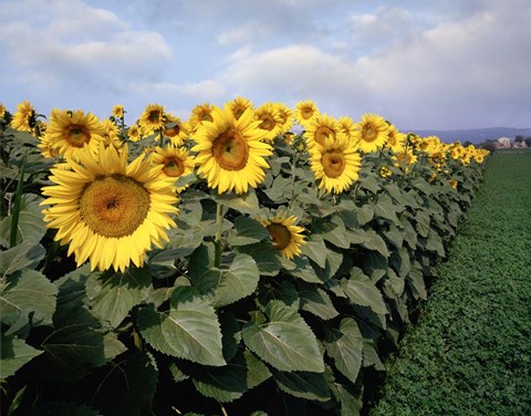 Framed Sunflowers Sentinels, Rome, Italy 87 Print