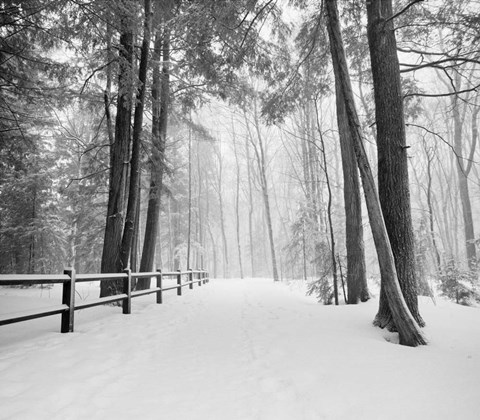 Framed Winters Path Print