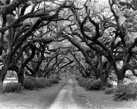 Framed Path In The Oaks #2, Louisiana Print
