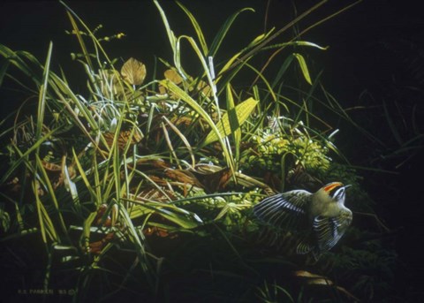 Framed Golden Crowned Kinglet Print