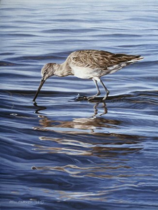 Framed Willet Print
