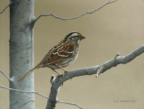 Framed White Throat Sparrow Print
