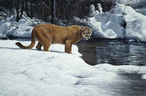Framed Waters Edge - Cougar Print
