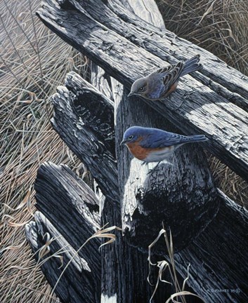Framed Bluebirds On Rail Fence Print